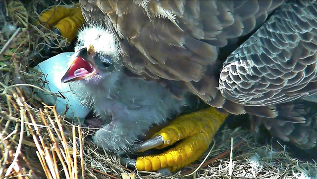 全程实拍老鹰孵蛋全过程,从鹰蛋变成幼崽,感受生命的奇迹,震撼