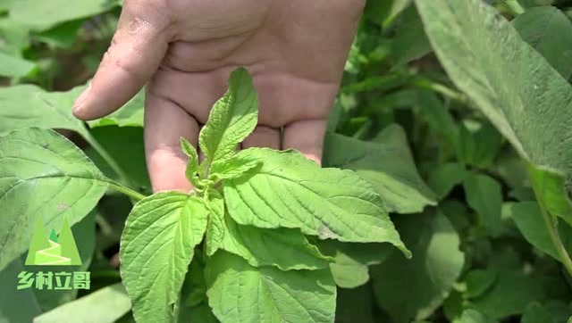 这种野菜俗称米谷菜,五块钱收购一斤,放到度假村酒店足足要30块钱