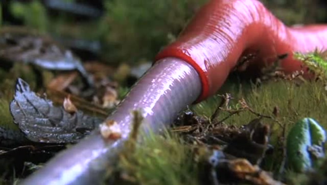 巨型水蛭吞吃巨型蠕虫