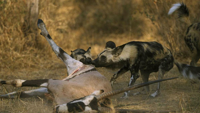 非洲野狗活吃两只年轻的羚羊,羚羊垂死挣扎太残酷