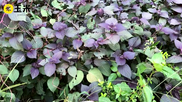 一点植物学之毛马唐