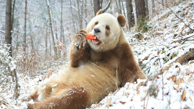 棕色大熊猫还剩图片