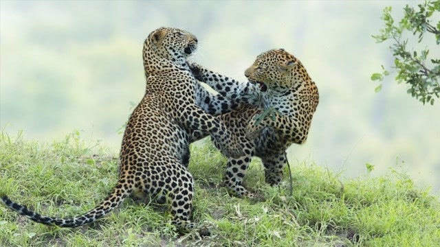 食物就是王道!两只花豹为食物大打出手,速速围观花豹巅峰对决!