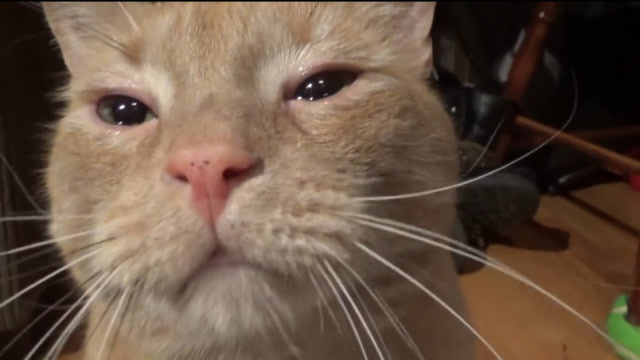 猫咪因主人一句玩笑话,竟然难过的哭了,看着画面好心酸