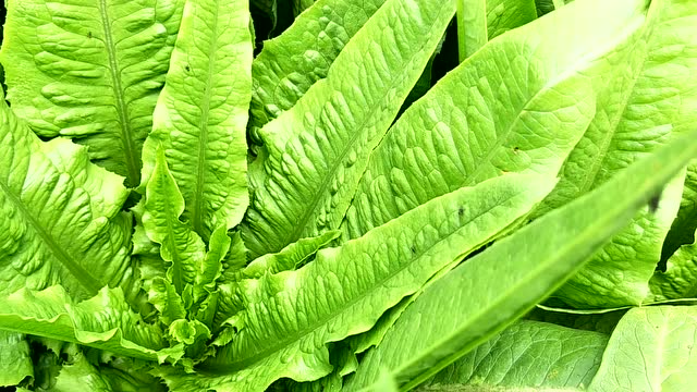 油麦菜上的斑潜蝇危害