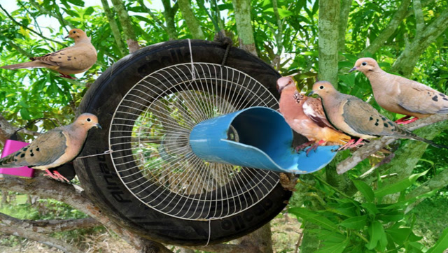 农村小伙用轮胎自制捕鸟神器,不一会就装满一袋子,农村朋友的福音