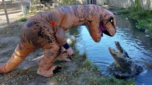 男子胆大包天,穿恐龙服调戏鳄鱼,鳄鱼:快来人把这个神经病带走