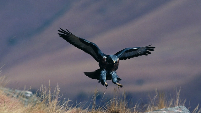 动物世界 雄鹰展翅 捕猎