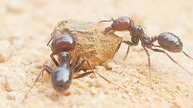 别看这毒蛇那么凶,遇到食人蚁,几分钟就消失了