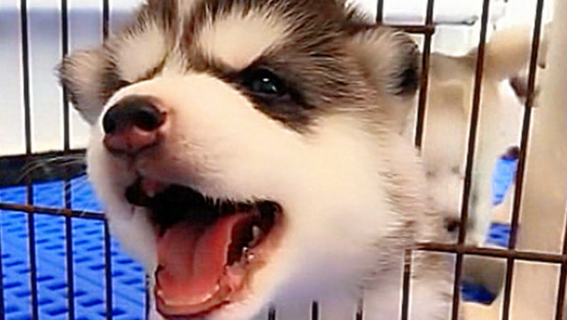 头被卡住了,小哈士奇的反应太逗了!一次不够,来两次,小戏精!