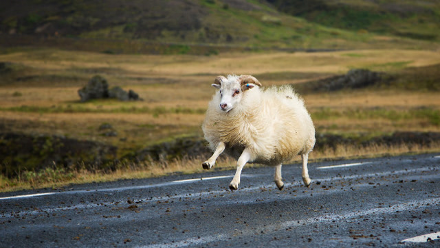 羊为逃避屠杀拼命奔跑,主人在后面穷追不舍,网友:这羊太能跑了!