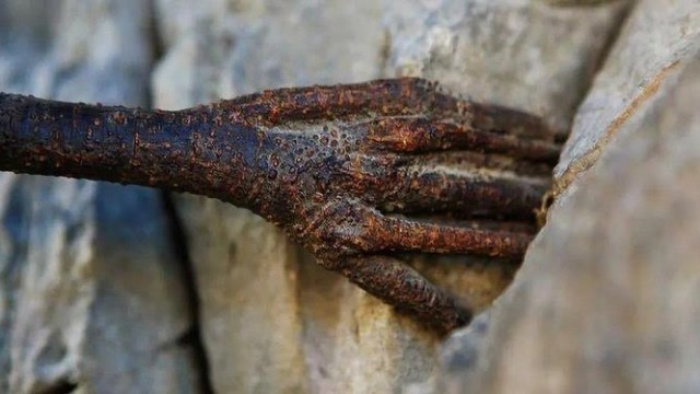 香格里的千年菩提,长出了一只怪手,网友:建国之后不许成精