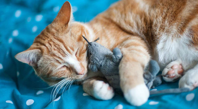 世界之大,无奇不有,老鼠钻进猫的怀里睡觉,这鼠胆得有多大呢?