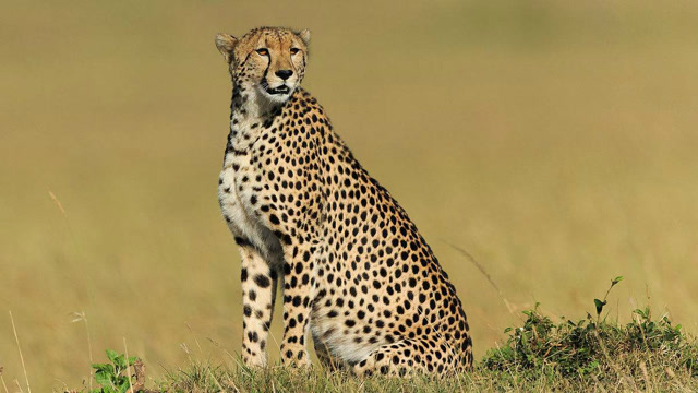 看美女如何手无寸铁驯服八只猎豹,真是捏了一把冷汗