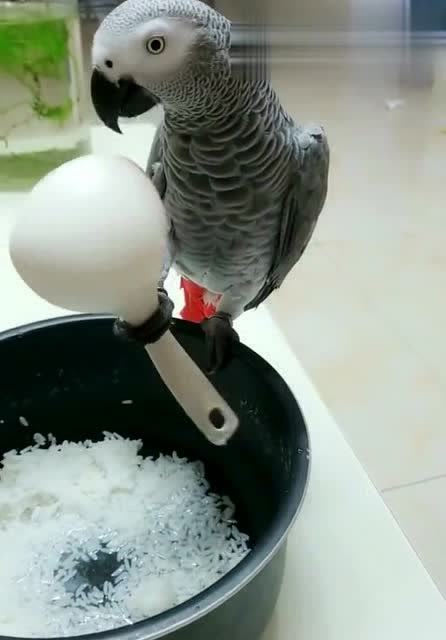 鹦鹉吃米饭,接下来发生的一幕,我看了不下3遍,太逗了!