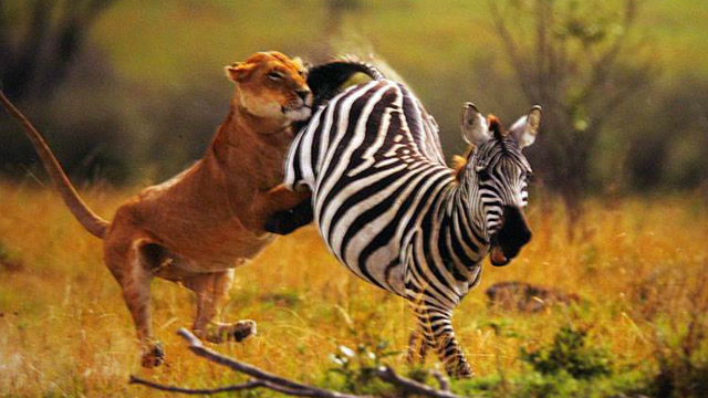 动物世界狮子斑马大战 狮子被淹死!