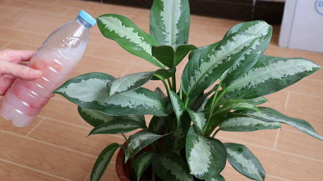 给万年青吃点这种"红果",叶子清脆水嫩,长成1米5高大盆栽