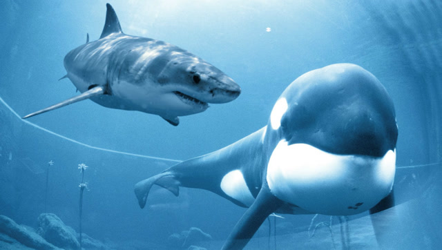 海洋霸主之争,虎鲸vs大白鲨,谁才是海洋的王者?