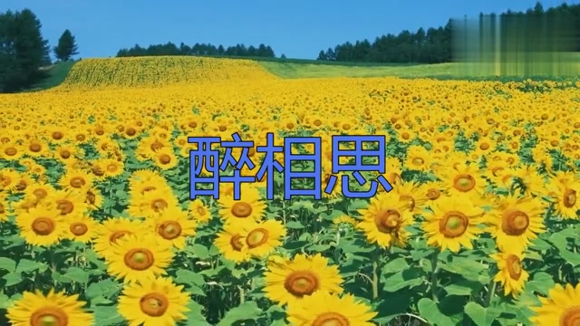 好歌送给大家!汤茜献唱歌曲《醉相思》,宛如天籁!