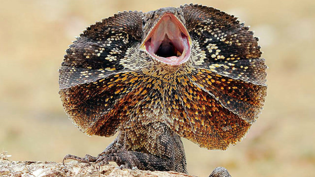 奇趣动物之斗篷蜥蜴