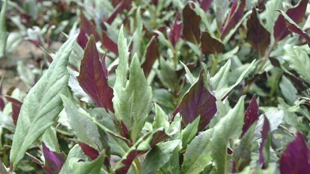 乡下野菜"红军菜"营养价值高 清热解毒 护肝抗病 适合孩子