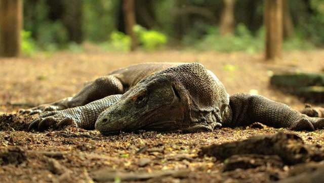 世界上最大的蜥蜴!体重达1吨,现在已经是灭绝物种!