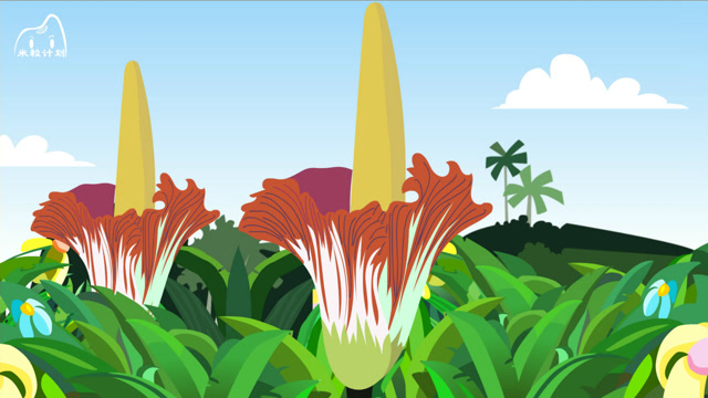 巨魔芋又叫泰坦魔芋