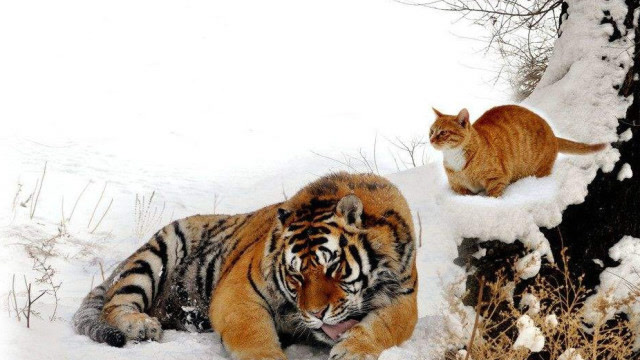 把一只老虎丢进猫群里,接下来猫咪做出的反应,看一次笑一次!