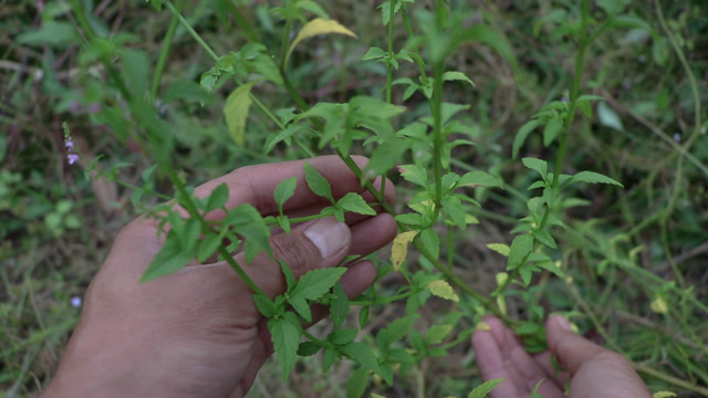 农村陈小哥:草药植物《小鱼仙草》,又名痱子草,别小看它的功能用途