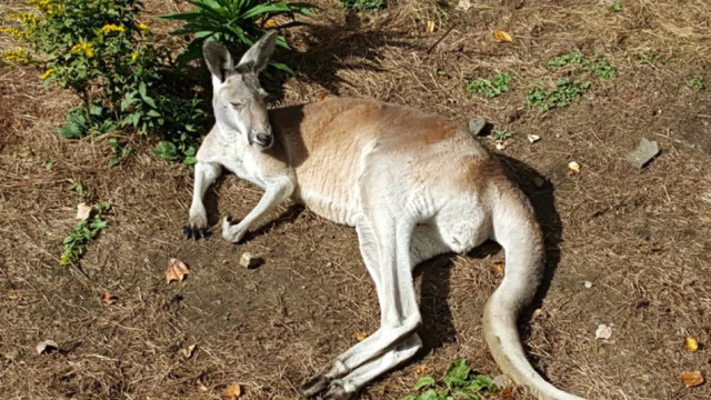 这是我见过最贱的袋鼠,把狗给逼疯了,网友表示真想暴打它一顿!