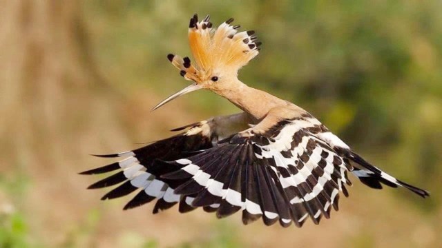 头顶一把"扇子"的鸟,性情温驯不怕人,还是以色列的国鸟