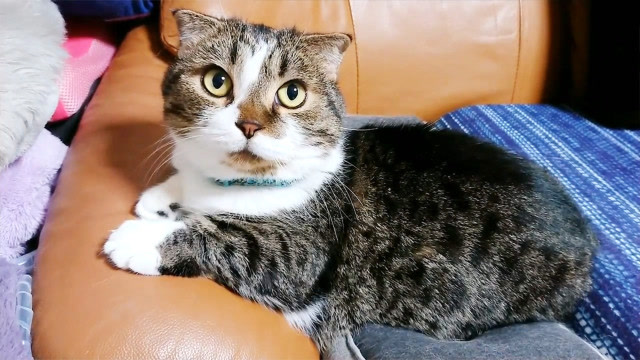 你喜欢这两只猫大叔中的哪一只呢,多数人都跟我一样喜欢第一只