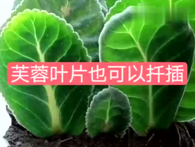 芙蓉花叶片扦插的小妙招