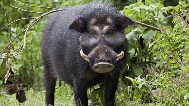 性格温顺的猪在远古时期居然如此凶残!