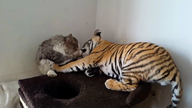 看小老虎和猫咪在一起玩耍,画面和谐,原来老虎也很有爱