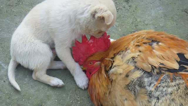鸡和狗打架,狗狗都弱爆了,被鸡按住头狂揍!