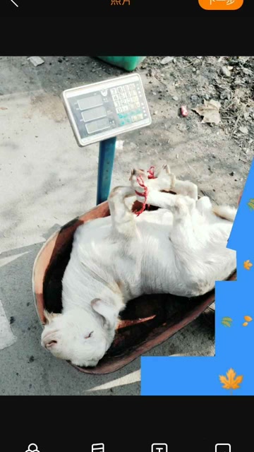 待宰的羔羊