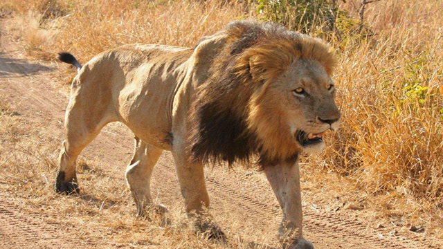 100头雄狮出笼 这场面,犹如黑社会大哥微服私访!