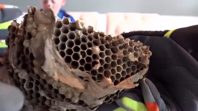 老外查看巨大黄蜂巢的内部结构,切开后让在场的人都后退几步!