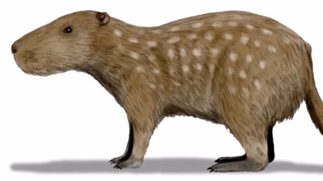 这种史前老鼠牙齿超过30厘米,体型如同牛一样,还喜欢"开会"