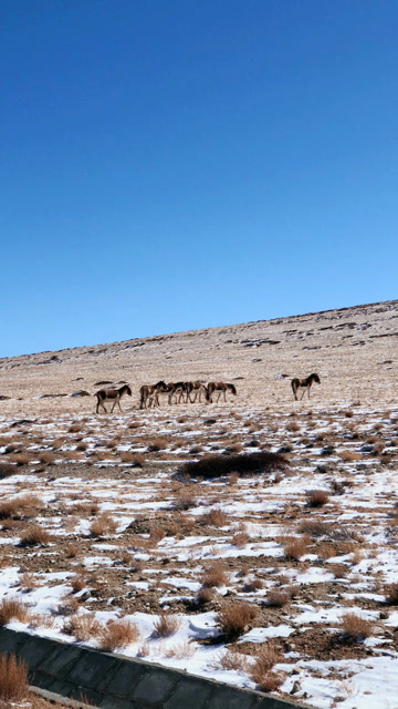 可可西里散漫的野驴,我想造一间小木屋,背靠雪山面朝着湖