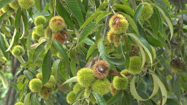 庆元锥栗:大山里的"铁杆庄稼"