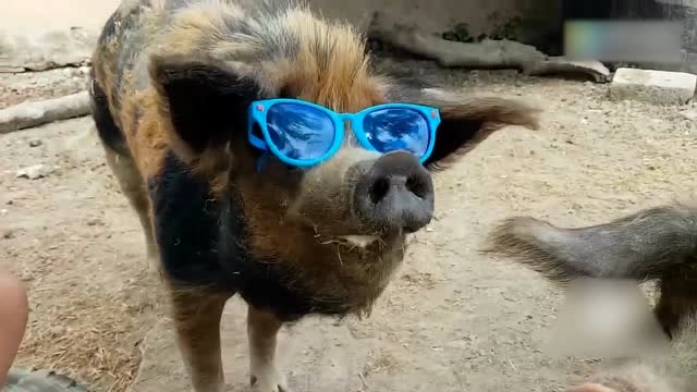 给猪带上墨镜之后,这造型,绝对是猪群里面的大哥!