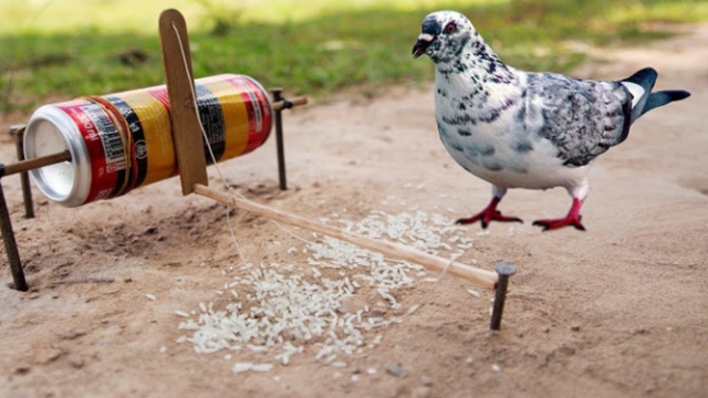 一瓶可乐加几根竹签做成捕鸟神器捕鸟实在太轻松简单了