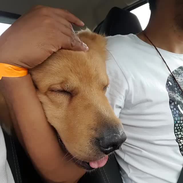 金毛坐在车上打瞌睡