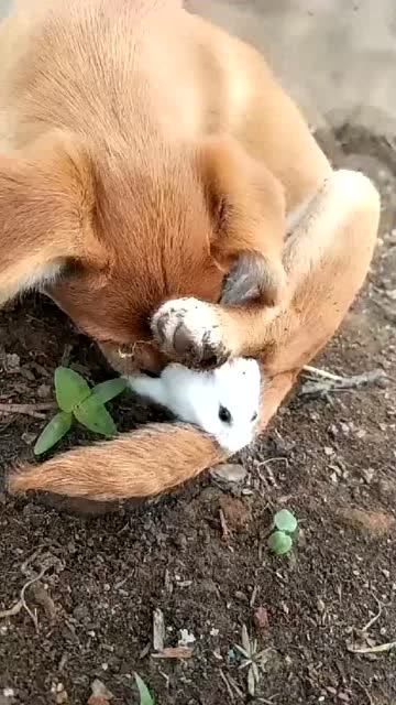 璀︽儠鐨勭嫍鐙楀皬淇濆