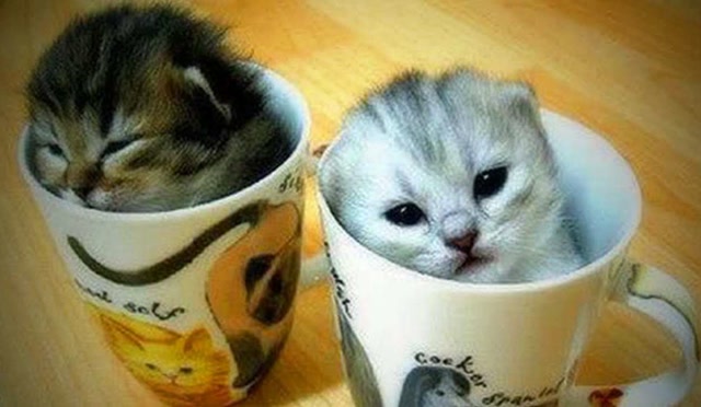 这也太萌了吧!可爱茶杯猫