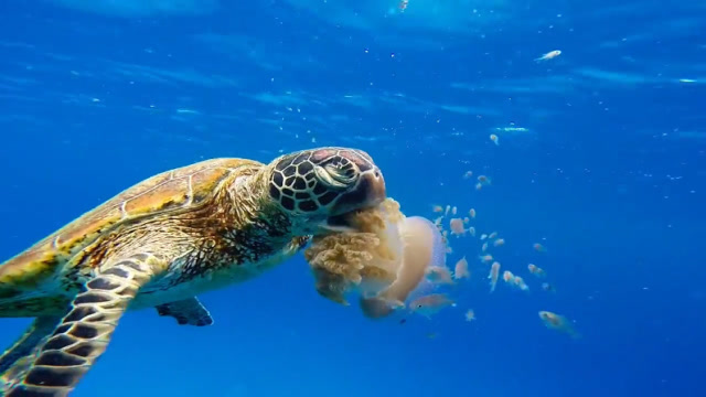 海龟吃水母,一口吸进去就像吃面条一样,网友:我也想尝尝