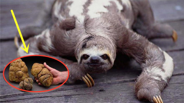 世界上50%的树懒在排便中丧命,到底是为什么?原因令人无言以对