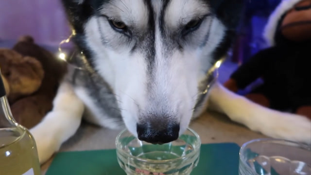 喝醉的哈士奇是怎样?下一秒忍不住笑出声!